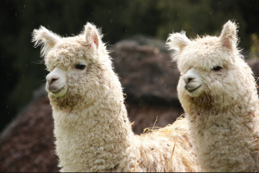  les paysages du comt&eacute; de Clare r&eacute;servent de jolies surprises ! Rencontre inattendue avec le comit&eacute; d&rsquo;accueil le plus doux de la ferme &eacute;questre : les alpagas !